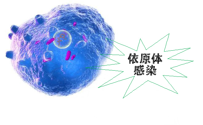 怎么不知不觉就感染了沙眼依原体呢?